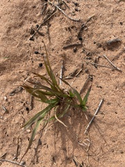 Paspalum setaceum