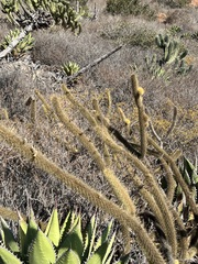 Bergerocactus emoryi