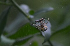 Araneus marmoreus