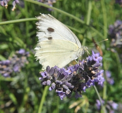 Pieris brassicae