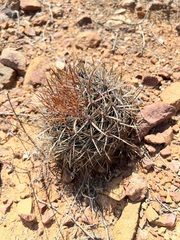 Ferocactus viridescens