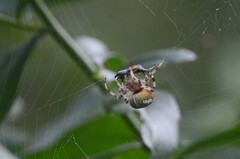 Araneus marmoreus
