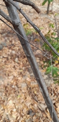 Grewia flavescens