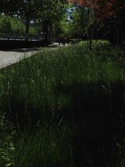 Festuca