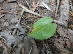 Maianthemum canadense