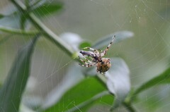Araneus marmoreus