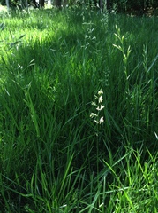 Festuca