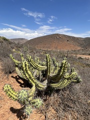 Myrtillocactus cochal