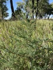 Juniperus scopulorum