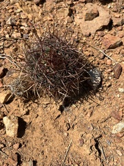 Ferocactus viridescens