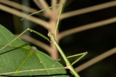 Eurycanthini