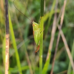 Conocephalus dorsalis