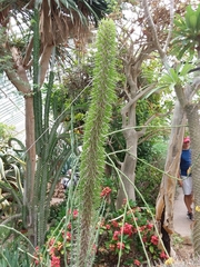Didierea madagascariensis