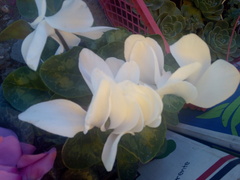 Magnoliopsida