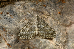 Entephria caesiata