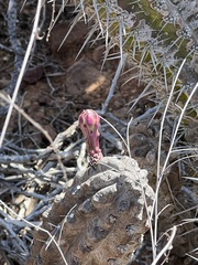 Stenocereus gummosus