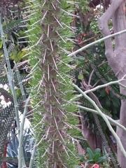 Didierea madagascariensis