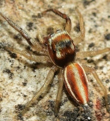 Icius hamatus