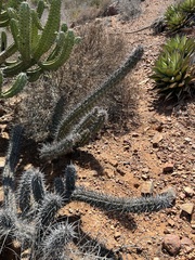 Stenocereus gummosus