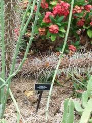 Didierea madagascariensis