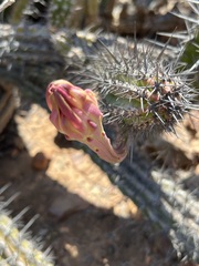 Stenocereus gummosus