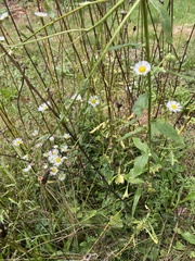 Erigeron annuus
