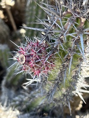 Stenocereus gummosus