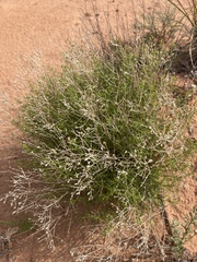 Gutierrezia sarothrae