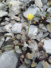 Crepis pygmaea