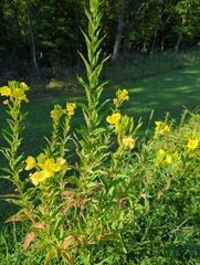 Oenothera biennis