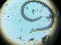 Nematoda