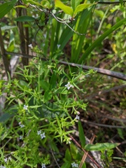 Houstonia