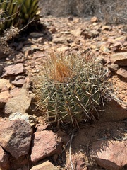 Ferocactus viridescens