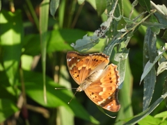 Apatura ilia