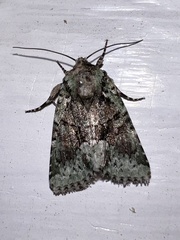 Lacinipolia