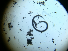 Nematoda
