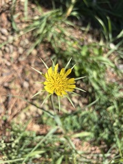 Tragopogon