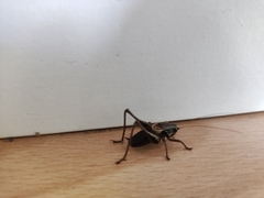 Pholidoptera griseoaptera