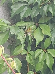 Argiope bruennichi