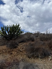 Myrtillocactus cochal