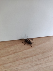 Pholidoptera griseoaptera