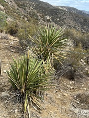 Yucca schidigera