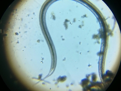 Nematoda