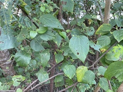 Mallotus repandus