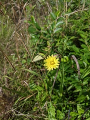 Asteraceae
