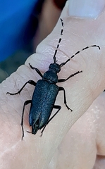 Stictoleptura canadensis