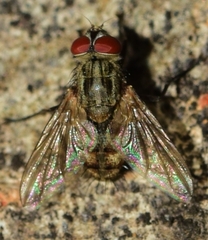 Muscina stabulans