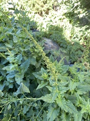 Blitum bonus-henricus