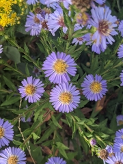 Symphyotrichum chilense