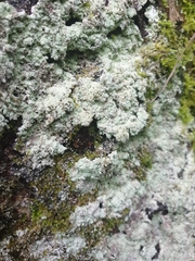 Lepraria finkii